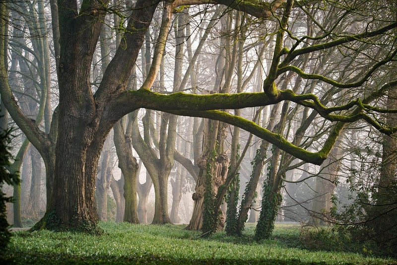 Forest Fairy Performers