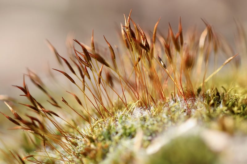 Mossy Delights Buffet
