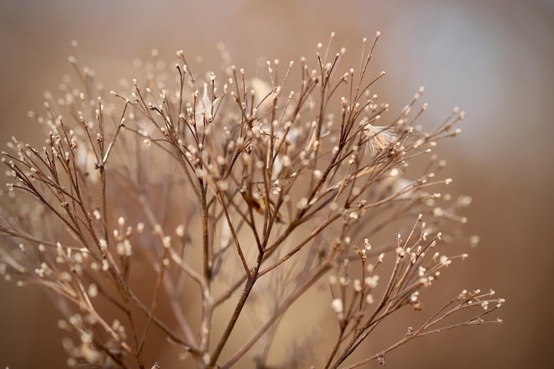 Fairy Lights and Greenery